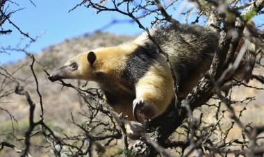 CÓRDOBA : POLICÍA AMBIENTAL REGRESÓ A LA NATURALEZA A SIETE ANIMALES SILVESTRES.