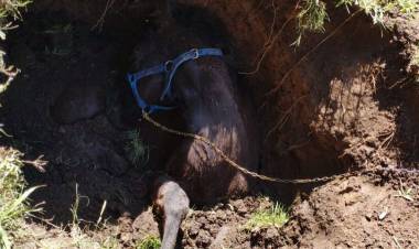 Córdoba : Bomberos rescatan con éxito a un caballo que estaba atrapado tras caer a un pozo.
