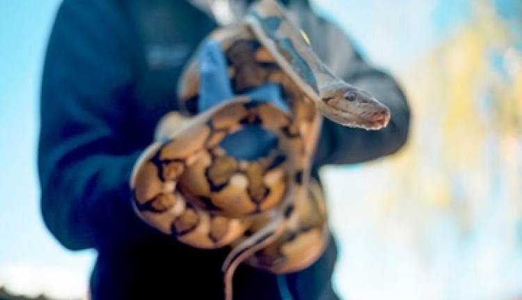 CÓRDOBA : RESCATARON SERPIENTE EXÓTICA QUE ESTABA ESCONDIDA EN UN REMIS.