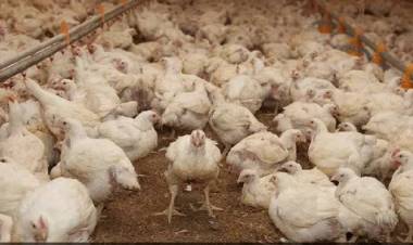 Senasa confirmó en la última semana ocho nuevos casos de influenza aviar, en la Argentina.