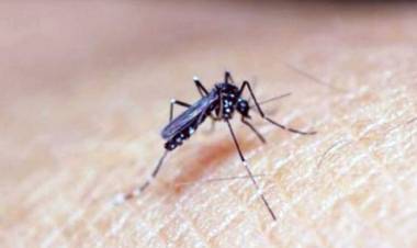El Ministerio de Salud advierte sobre las variantes de dengue y chikunguña circulantes.
