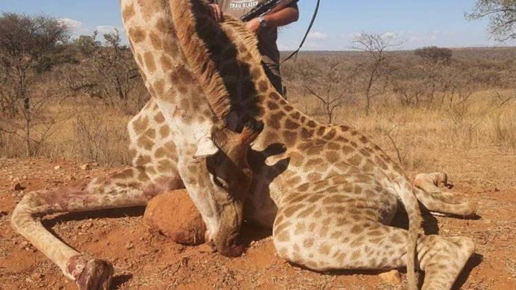 ASESINARON A TIROS A UN FAMOSO CAZADOR DE ANIMALES EN SUDÁFRICA.