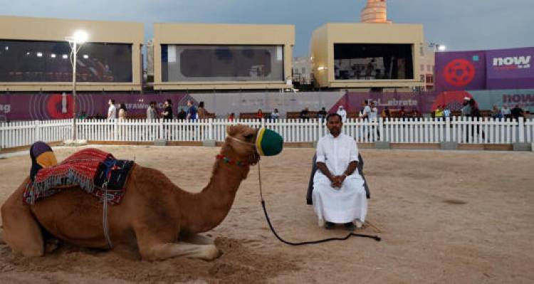 Qué es la "gripe del camello", el virus que joroba a Francia y tiene en alerta a Qatar.