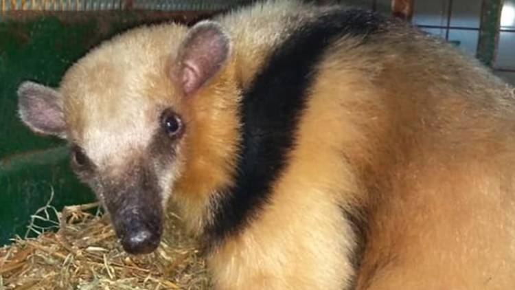 Rescataron una osa melera que huía de una jauría en Cruz del Eje, Córdoba.