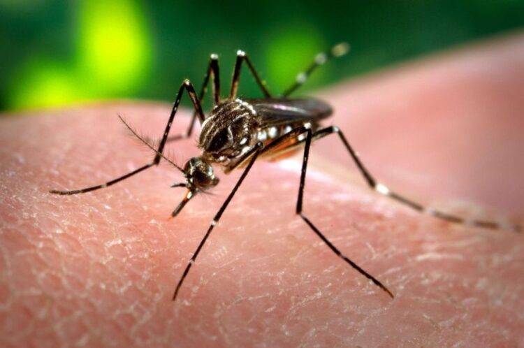 Argentina : Confirman más de 28 mil casos de dengue en todo el país.